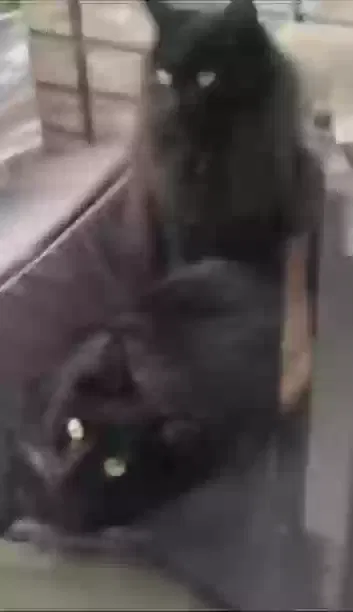 Lost cat in Edison, NJ, 8820