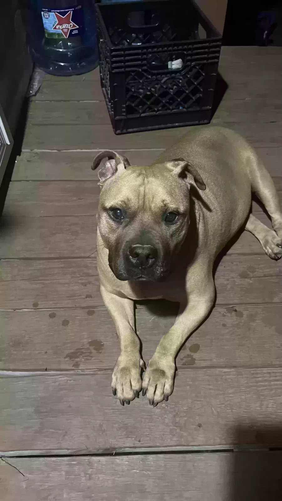 Found dog in Fort Worth, TX, 76119