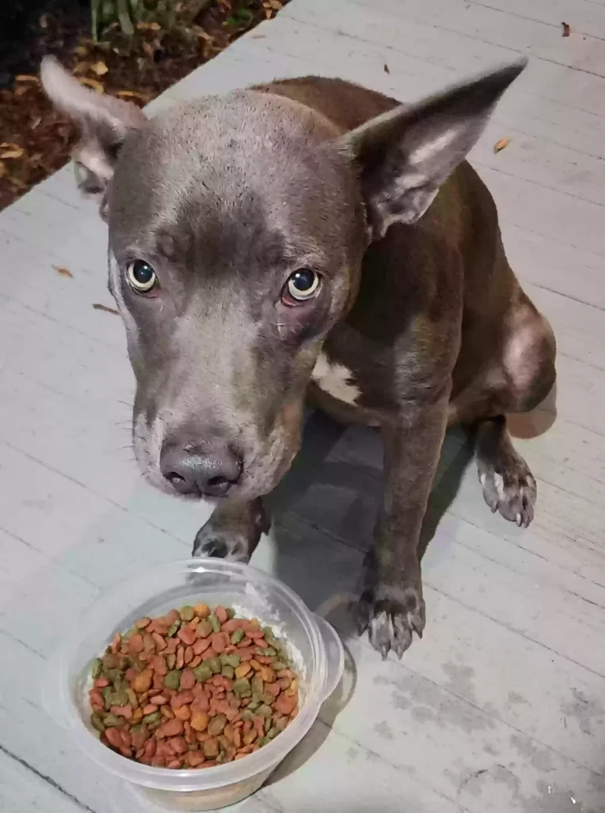 Found dog in Nacogdoches, TX, 75961