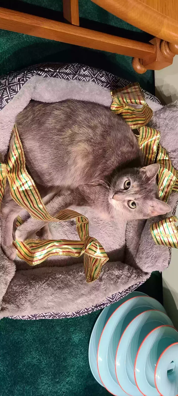 Lost cat in Battle Creek, MI, 49017