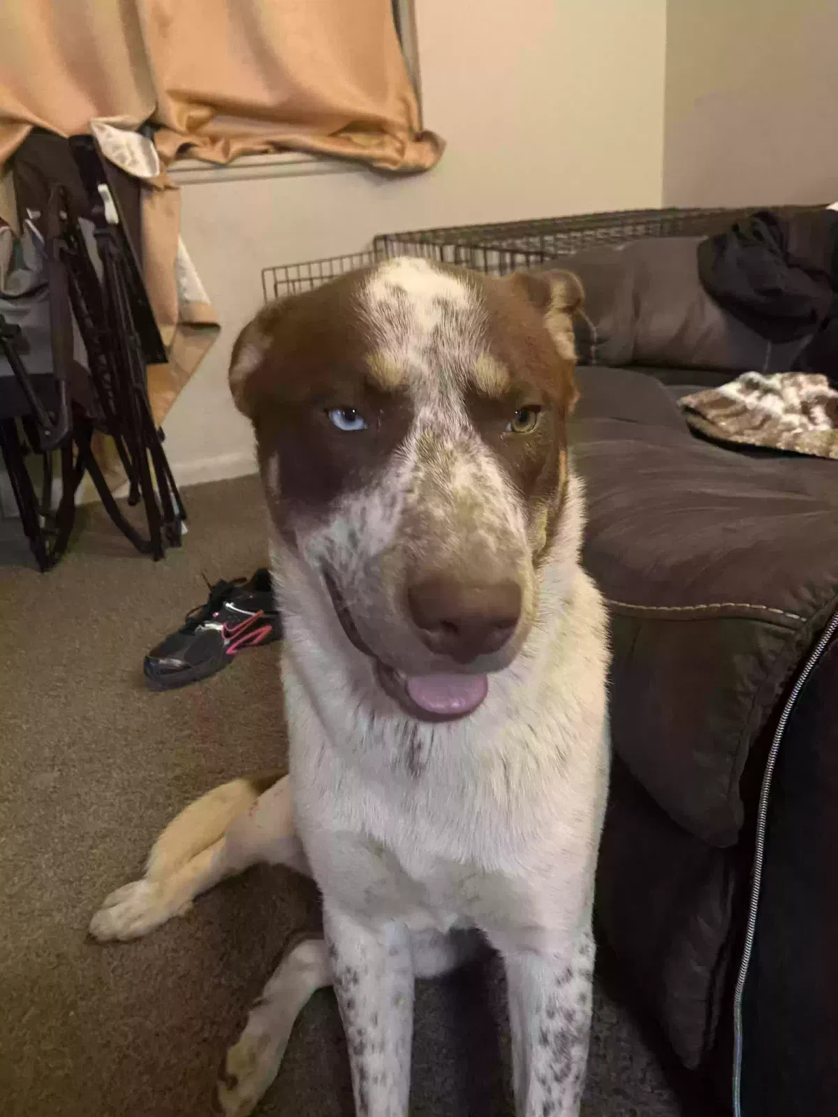 Missing Dog