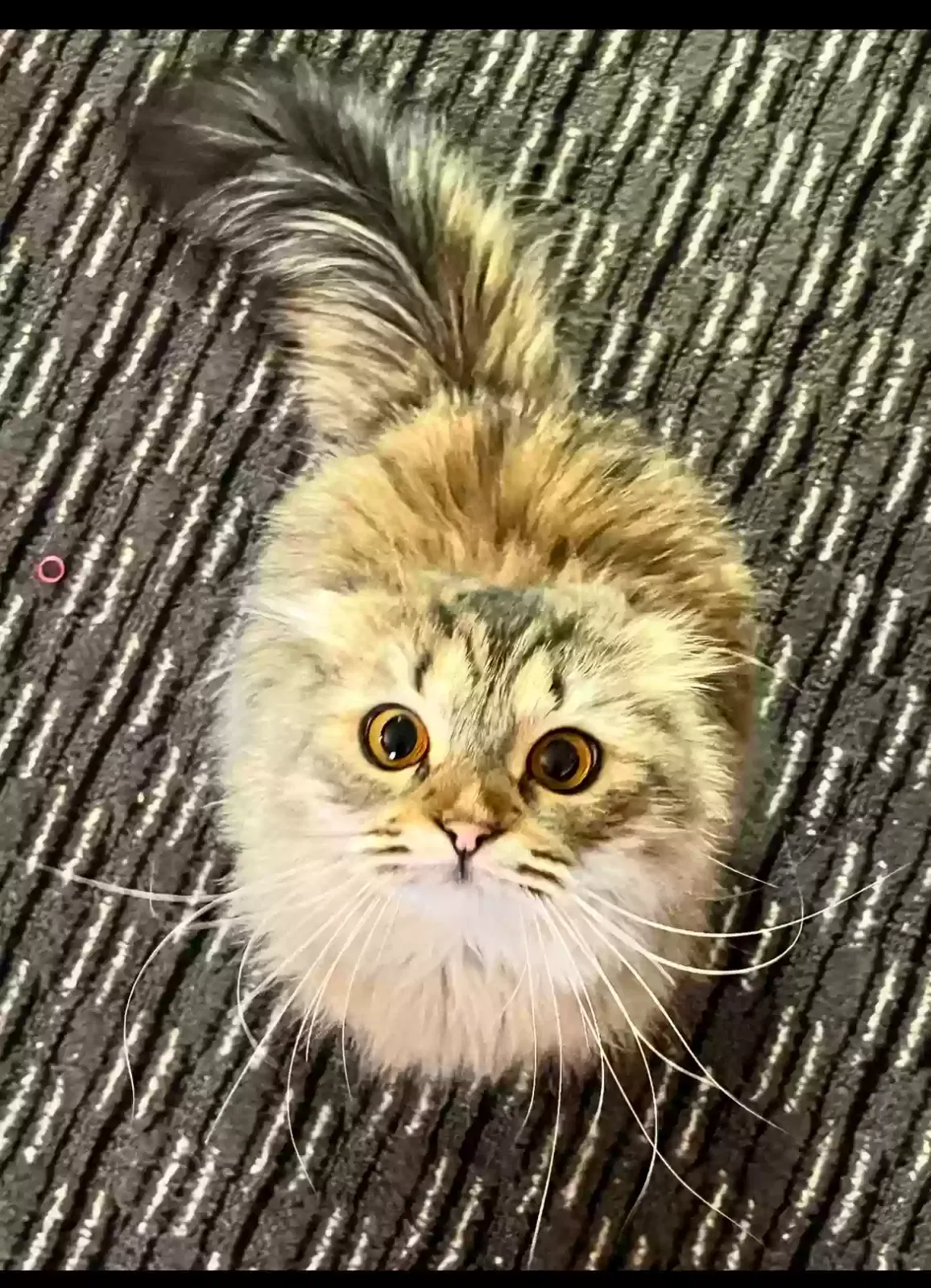Lost cat in Stites, ID, 83552