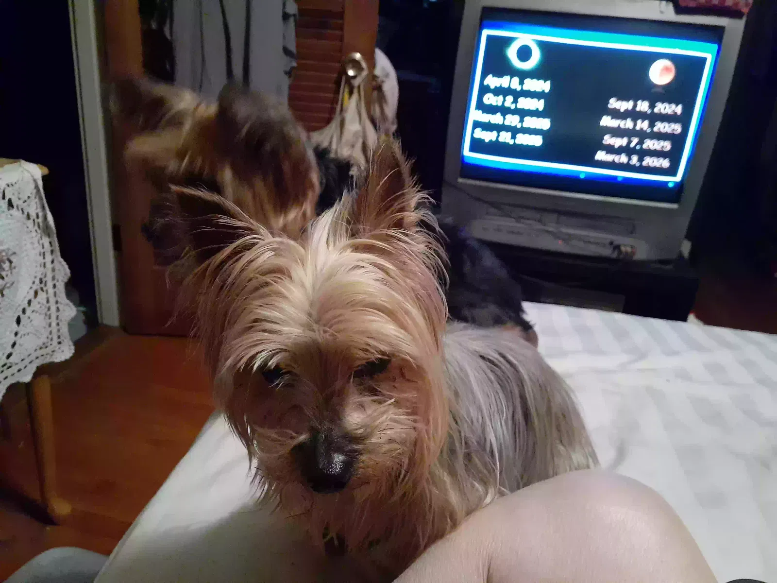 Lost dog in Granada Hills, CA, 91344
