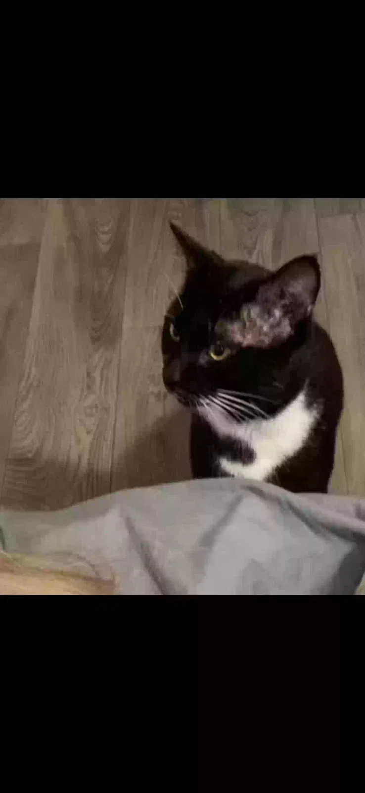 Lost cat in Crest Hill, IL, 60403