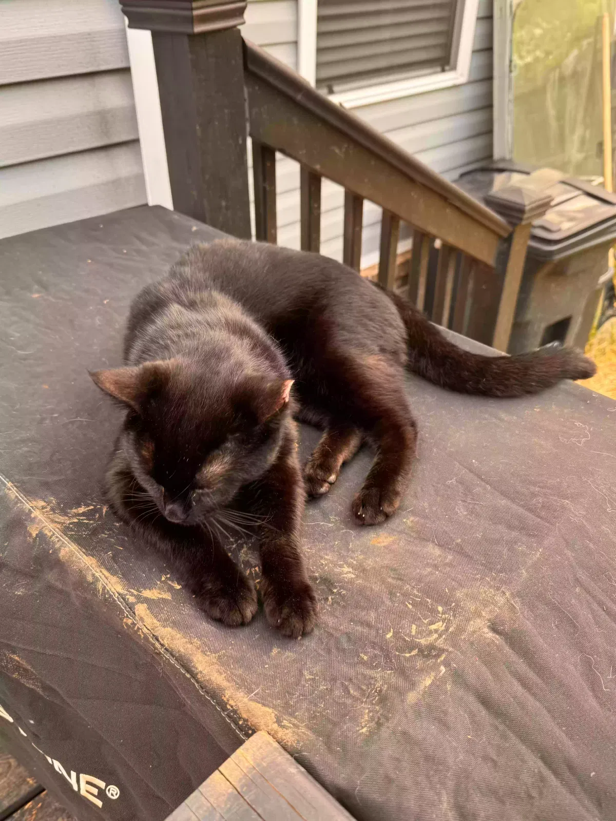 Lost cat in Spring Hill, TN, 37174