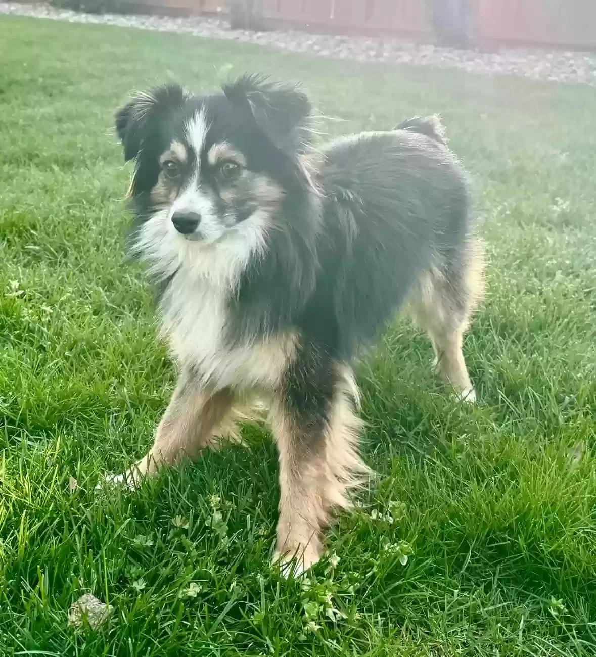 Lost dog in Thousand Oaks, CA, 91362