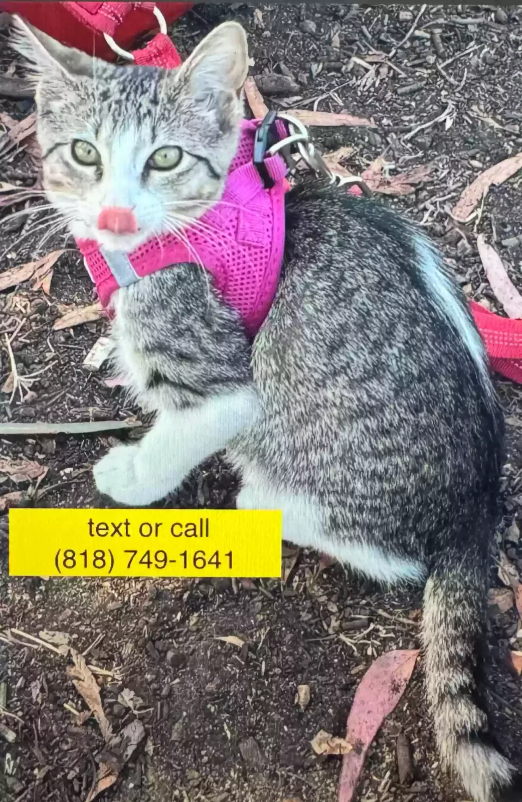 Lost cat in North Hollywood, CA, 91601