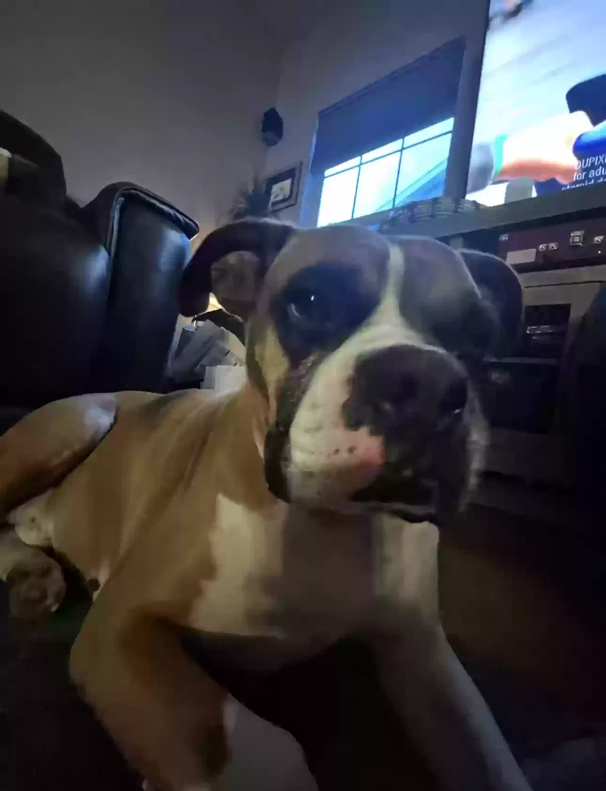 Lost dog in Charlotte, NC, 28269