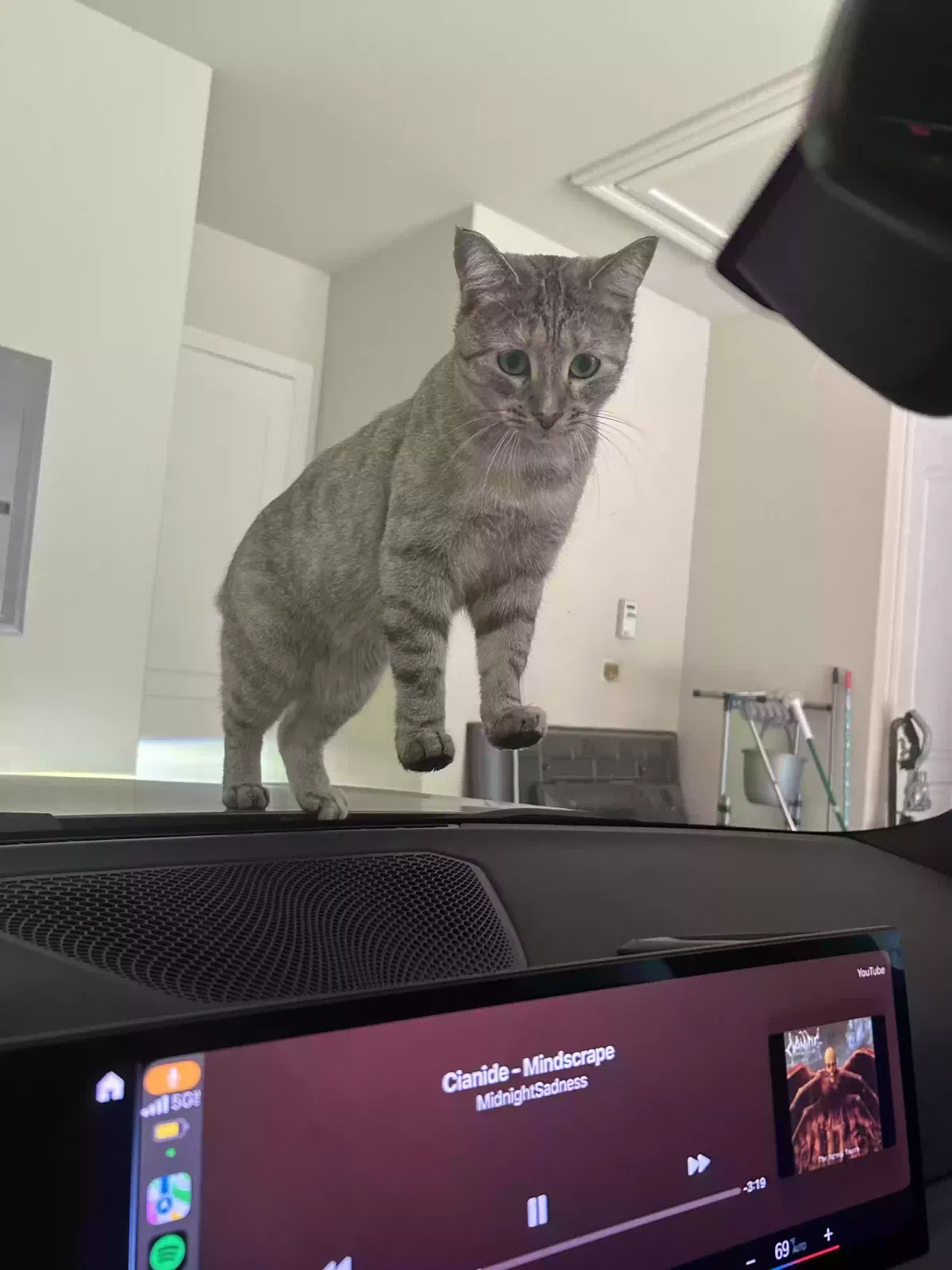 Lost cat in San Antonio, TX, 78231