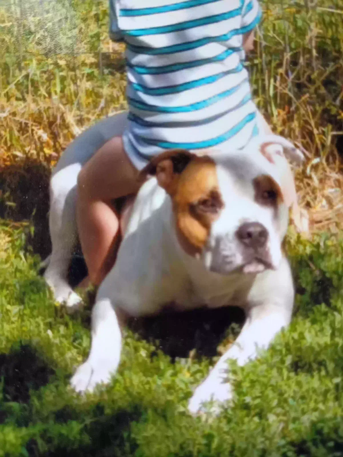 Lost dog in Rapid City, SD, 57701