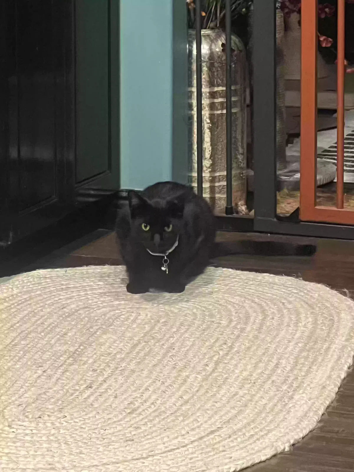 Lost cat in Fullerton, CA, 92831