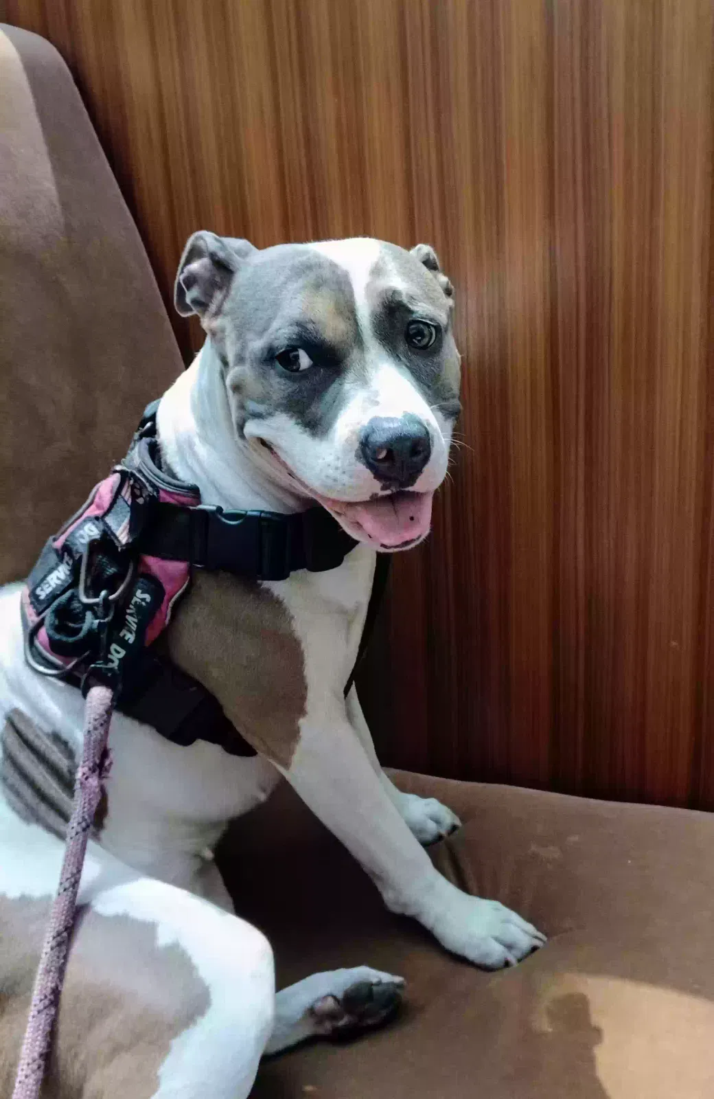 Lost dog in Newark, NJ, 7114
