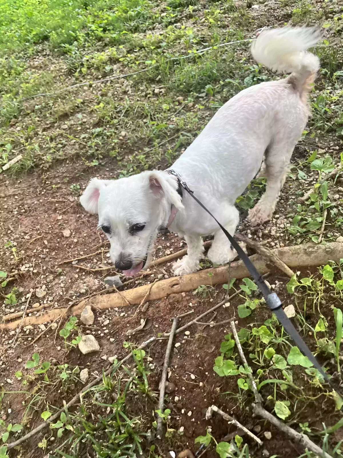 Lost dog in High Point, NC, 27260