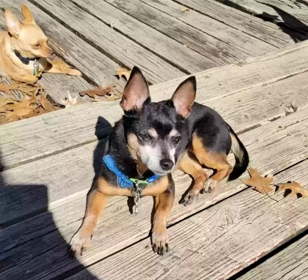 Lost dog in Mesquite, TX, 75149