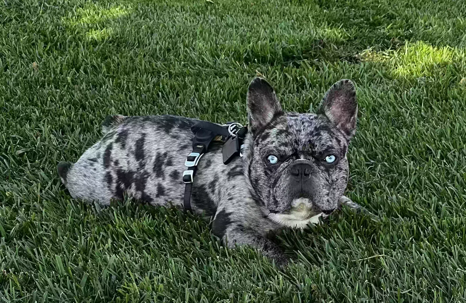 Lost dog in Rancho Cucamonga, CA, 91739