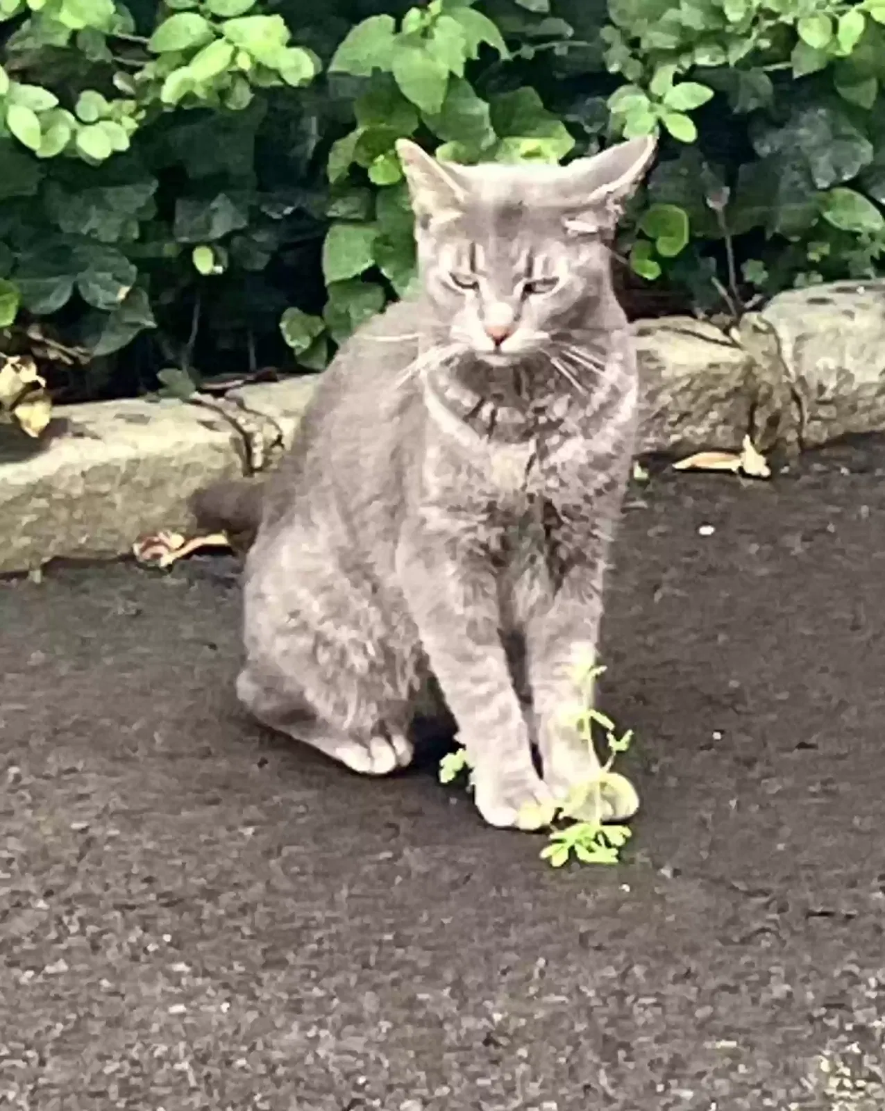 Found cat in Westfield, NJ, 7090
