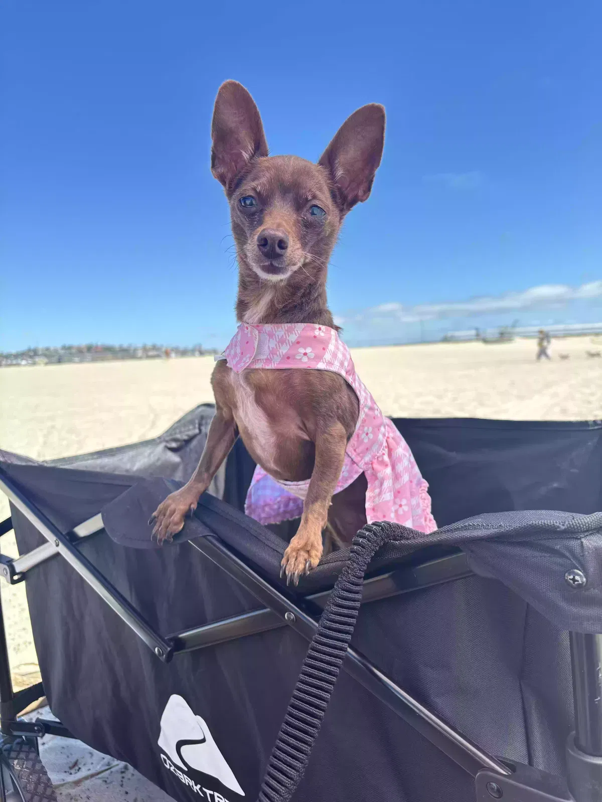 Lost dog in Los Angeles, CA, 90043