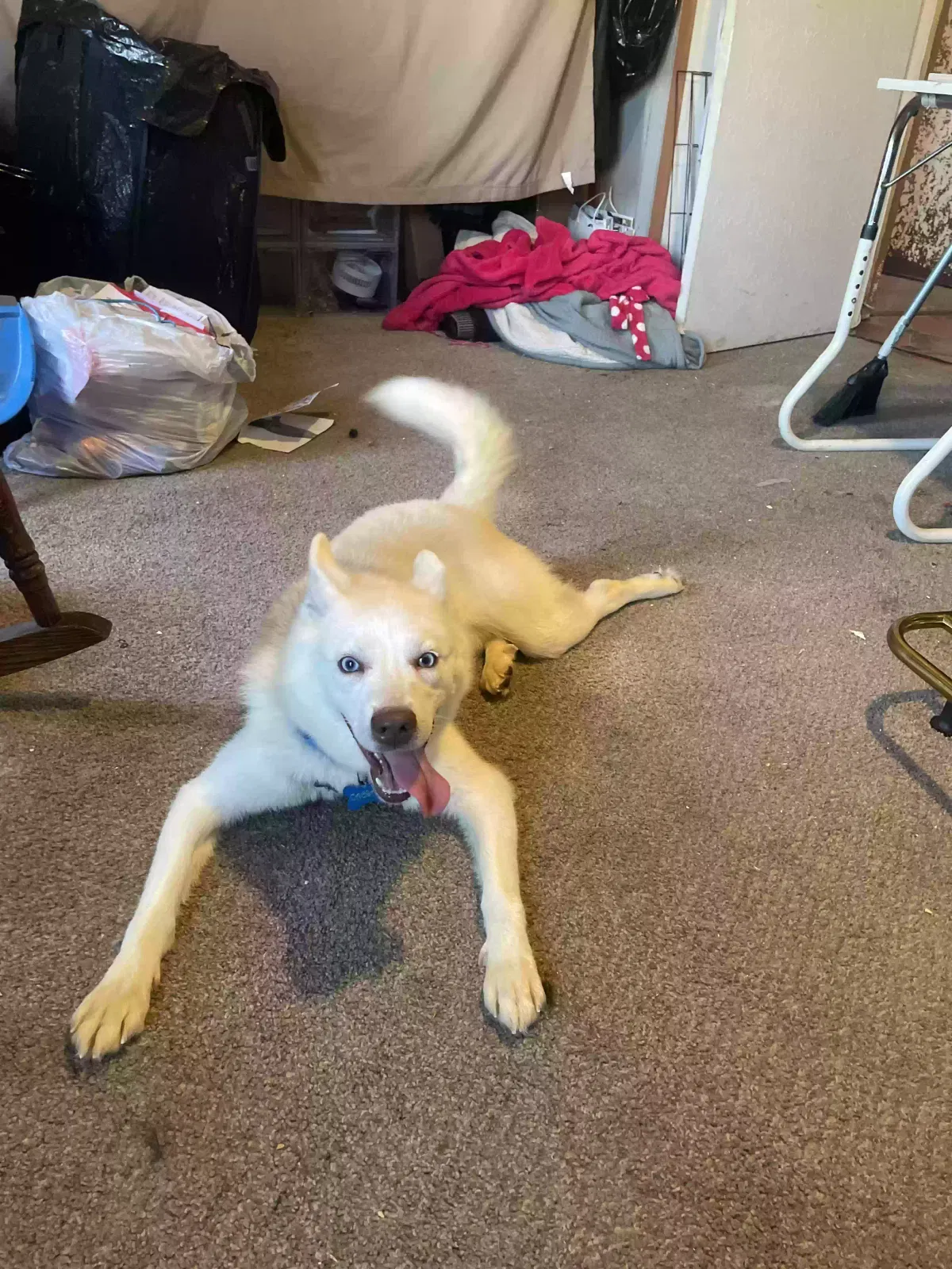 Lost dog in Colorado Springs, CO, 80904