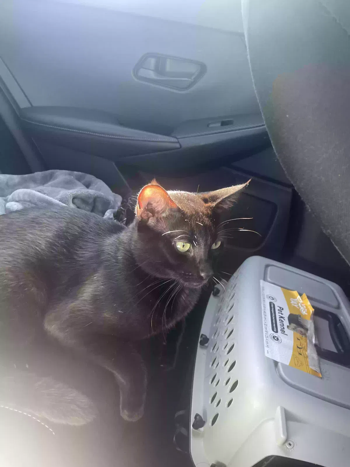 Lost cat in Oceanside, CA, 92054