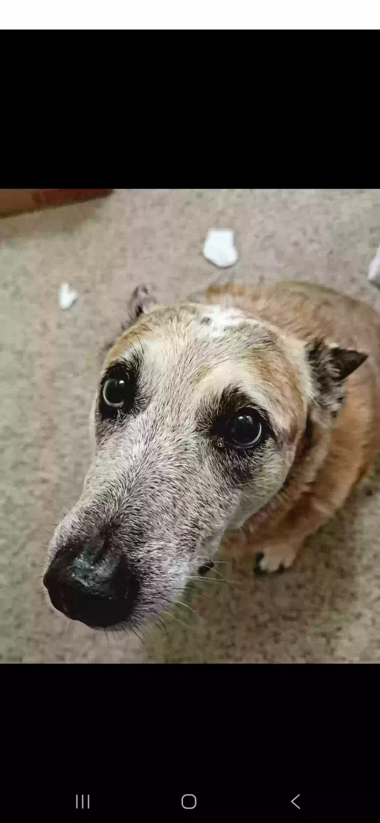 Missing Dog