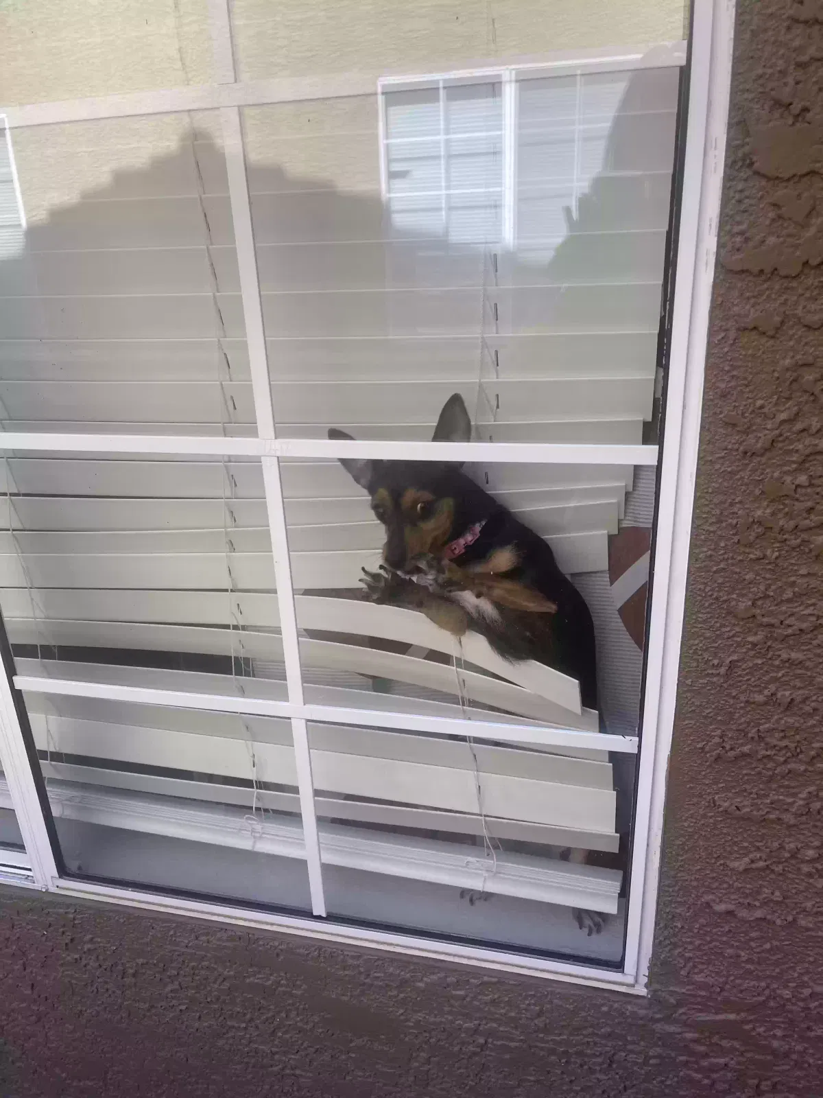Lost dog in Fort Worth, TX, 76134