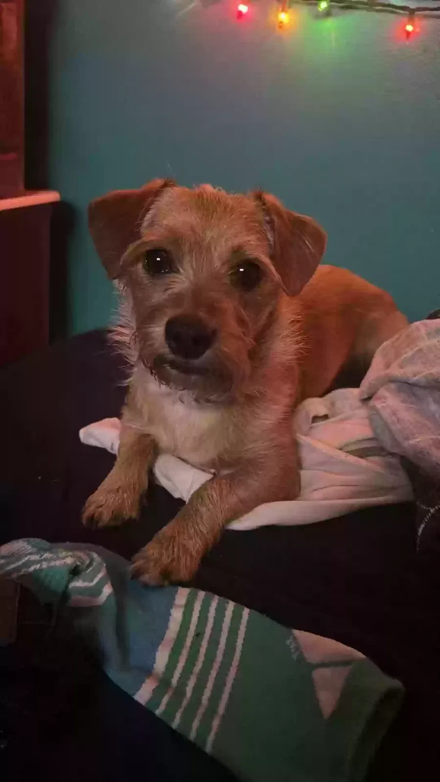 Lost dog in Grand Rapids, MI, 49507