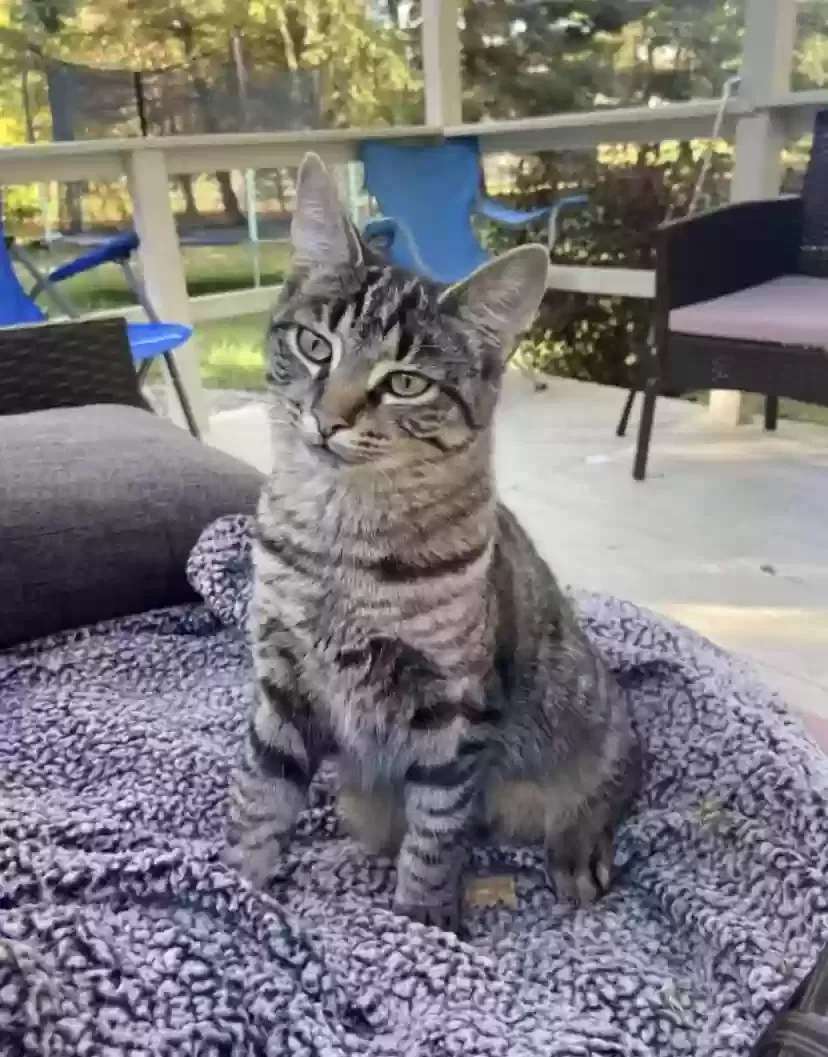 Lost cat in Noblesville, IN, 46060
