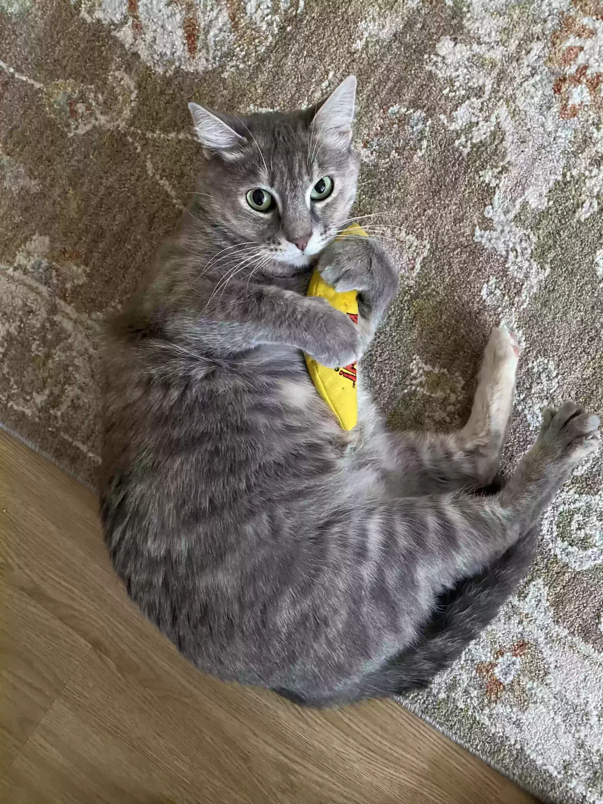 Lost cat in Minneapolis, MN, 55427