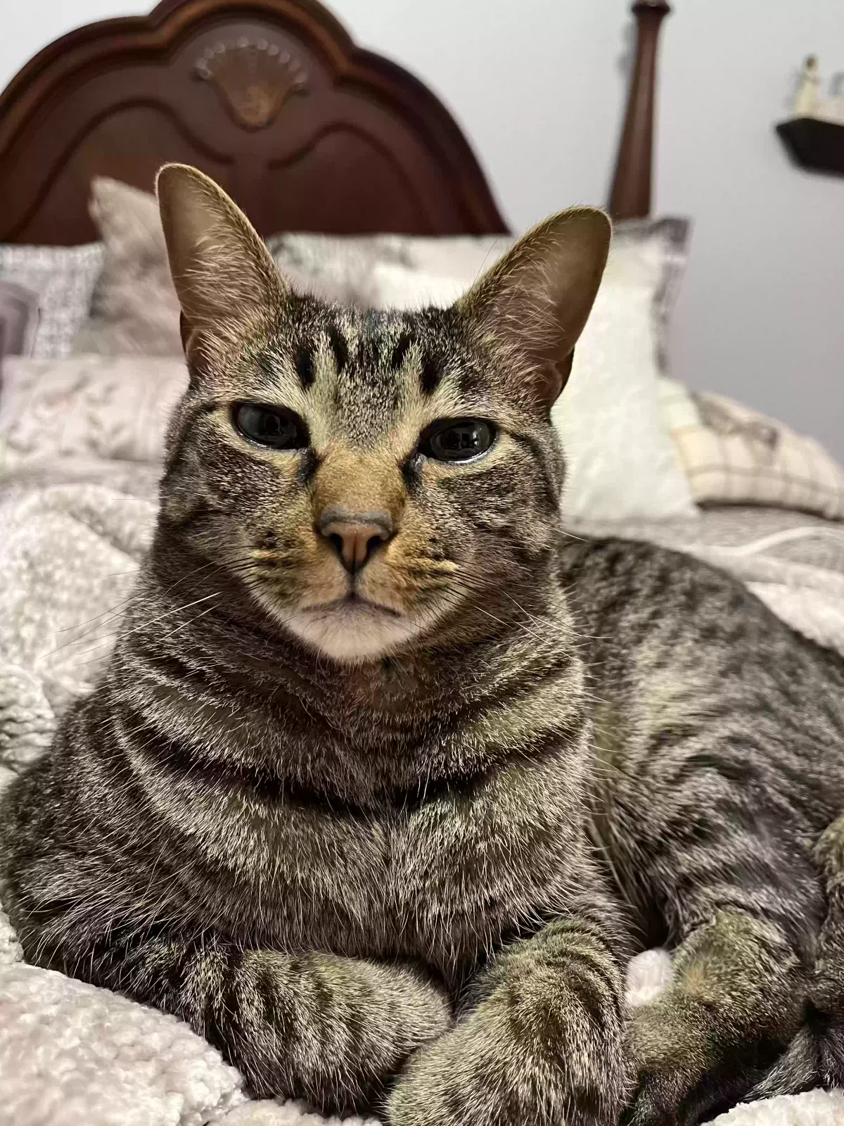 Lost cat in Saint Johns, FL, 32259
