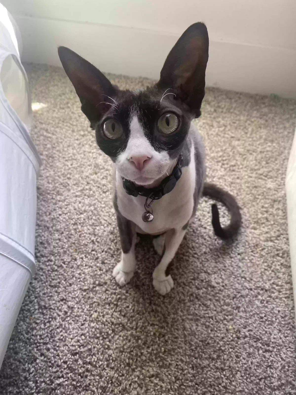 Lost cat in Dublin, OH, 43016