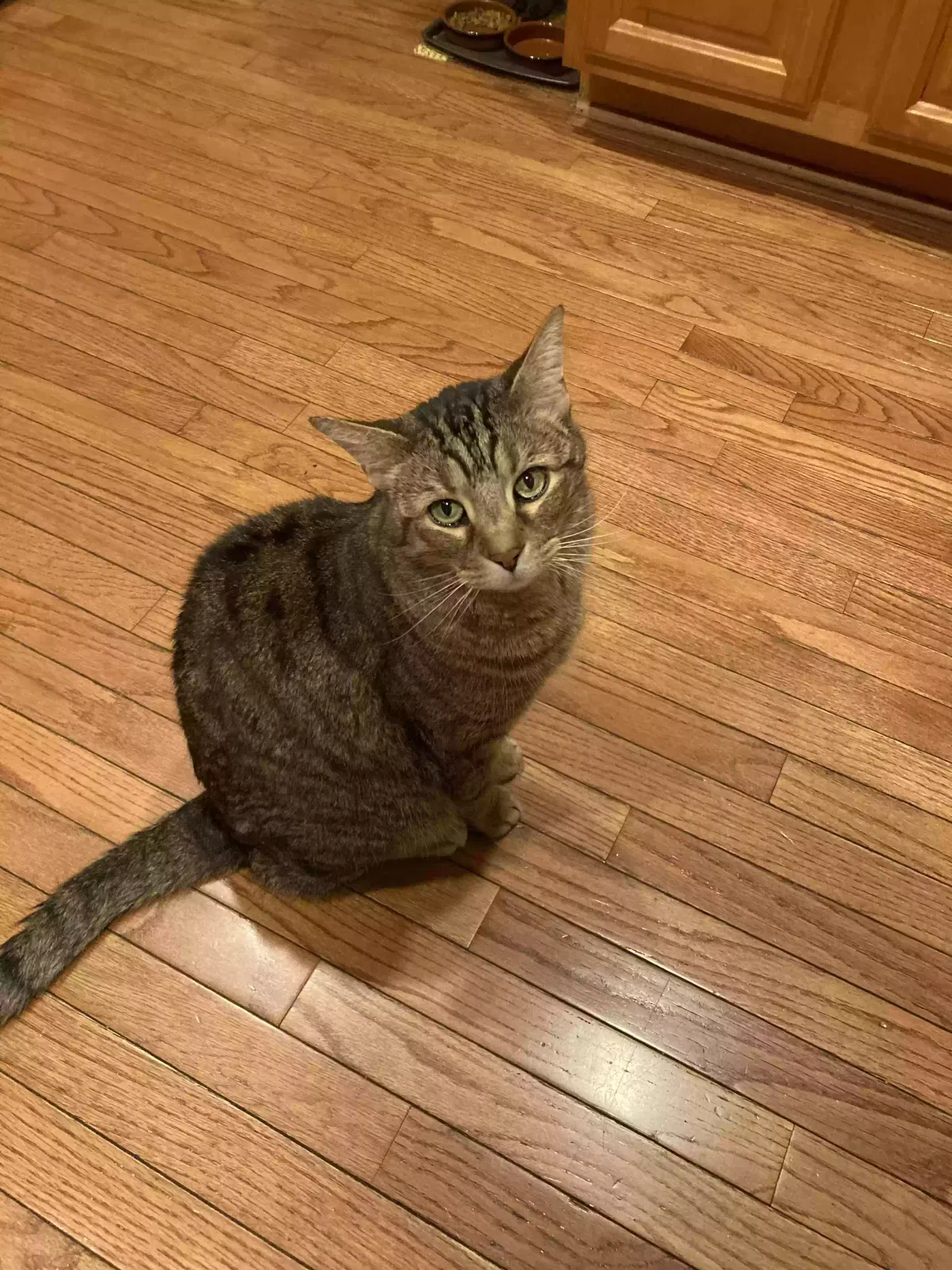 Lost cat in Fishers, IN, 46037