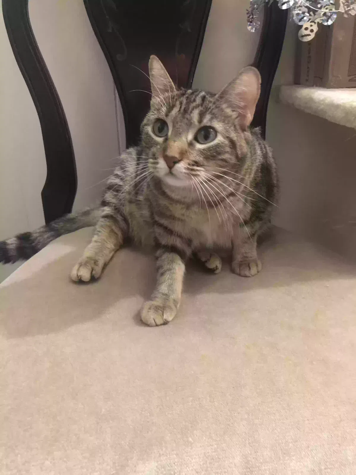 Lost cat in Garland, TX, 75043