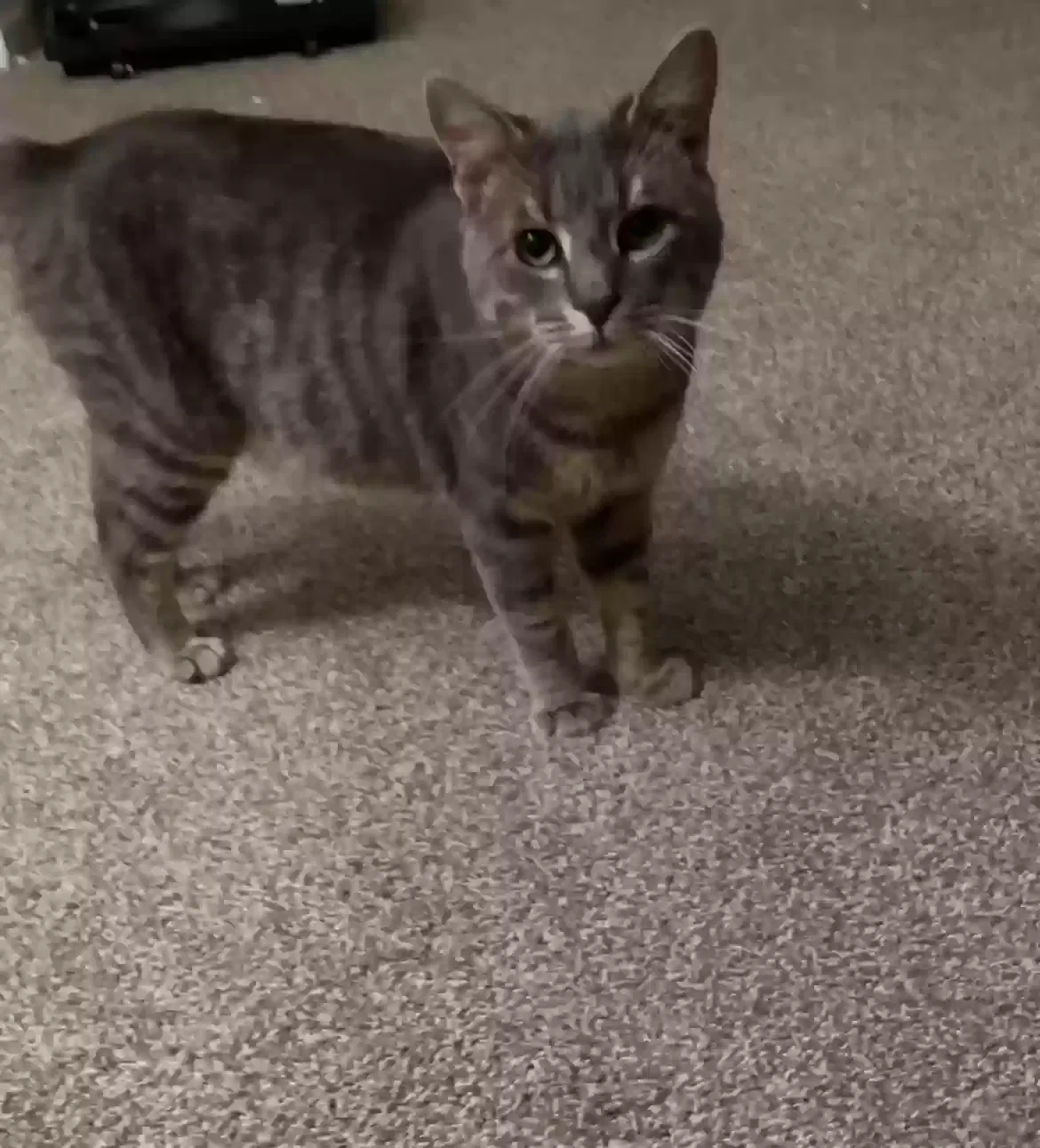 Lost cat in Somerdale, NJ, 8083