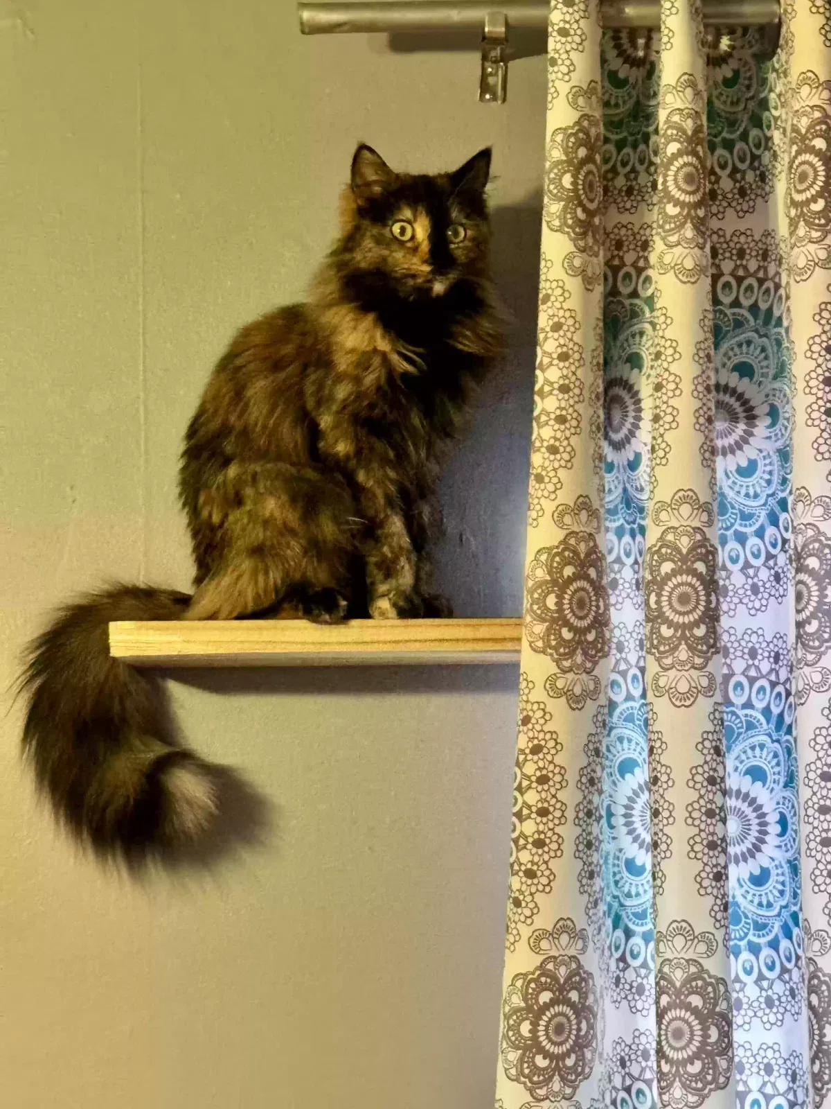 Lost cat in Robstown, TX, 78380