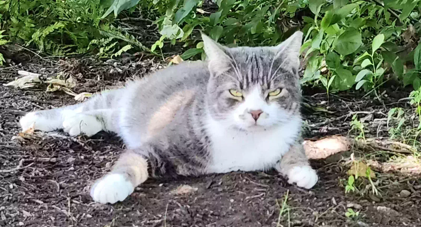 Lost cat in New Cumberland, PA, 17070