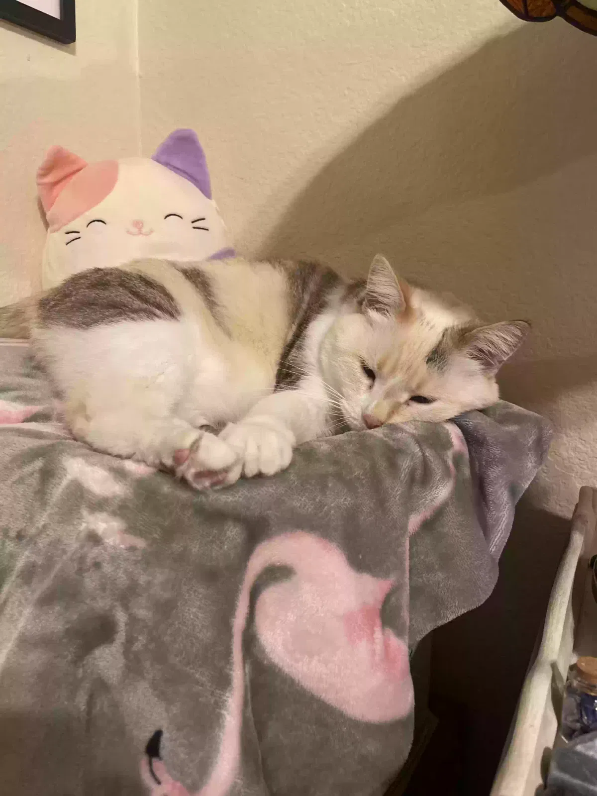 Lost cat in Roseville, CA, 95661