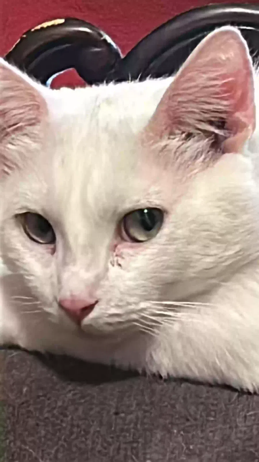 Lost cat in San Bernardino, CA, 92411