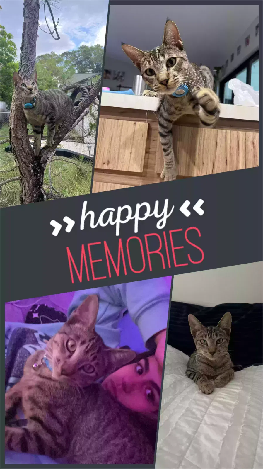 Lost cat in Wellington, FL, 33414