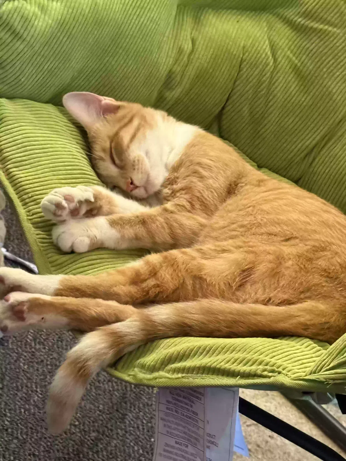 Lost cat in Harrison Township, MI, 48045