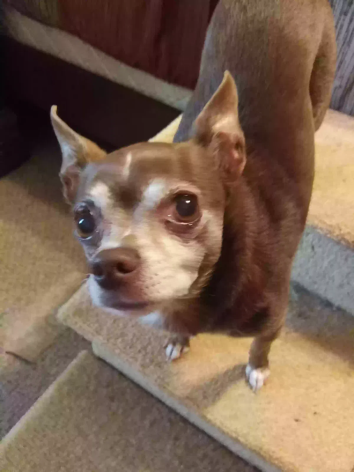 Lost dog in Chesnee, SC, 29323