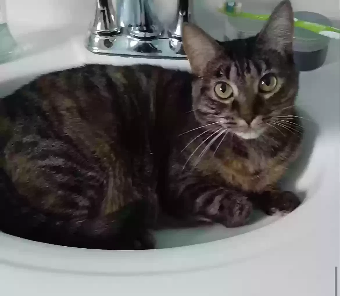 Lost cat in Farmington, MI, 48335