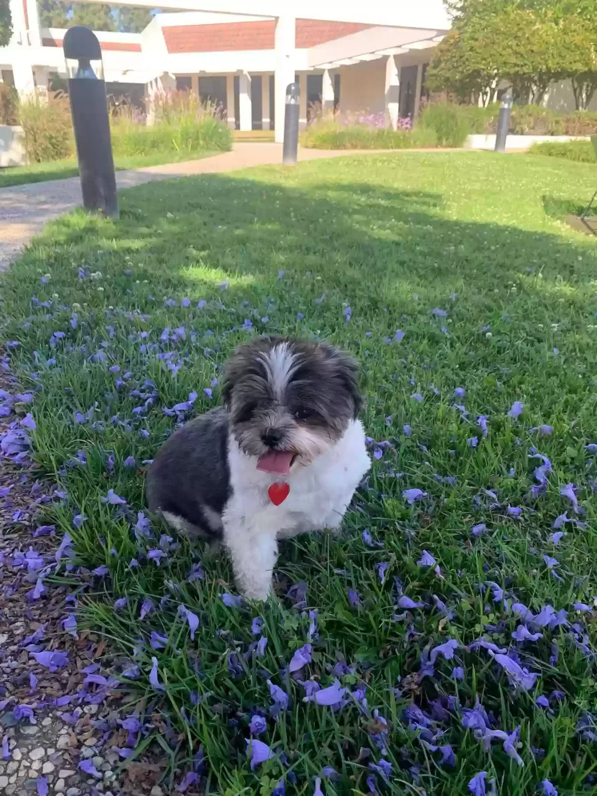 Lost dog in Castro Valley, CA, 94546