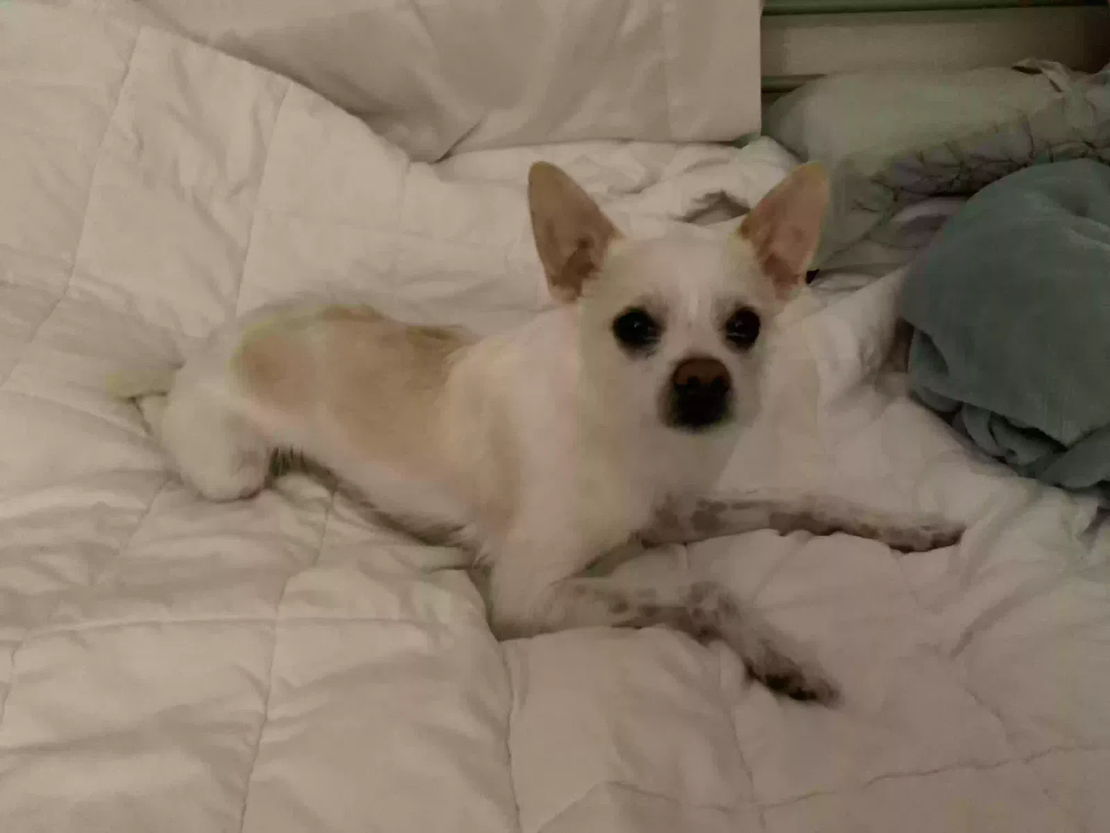 Lost dog in Elk Grove, CA, 95758
