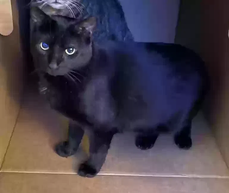 Lost cat in Beecher, IL, 60401