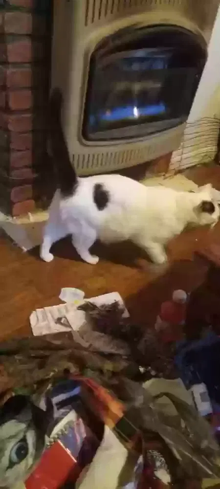 Lost cat in Phenix City, AL, 36867