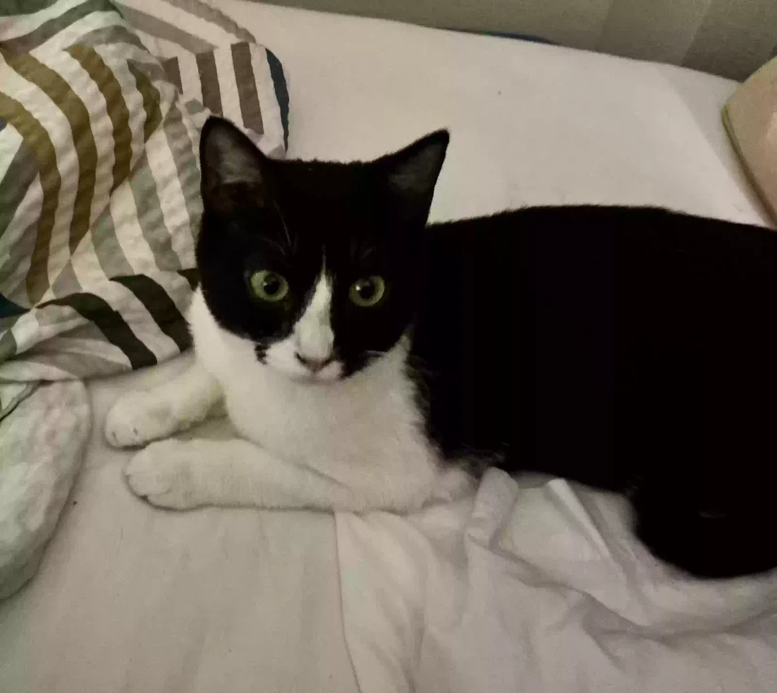 Lost cat in Danville, WA, 99121