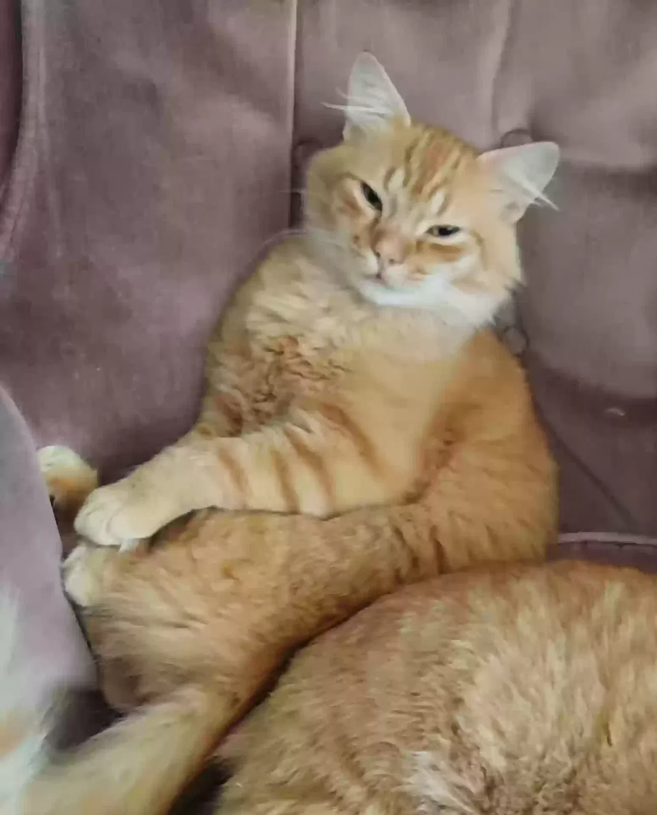 Lost cat in Warren, MI, 48089