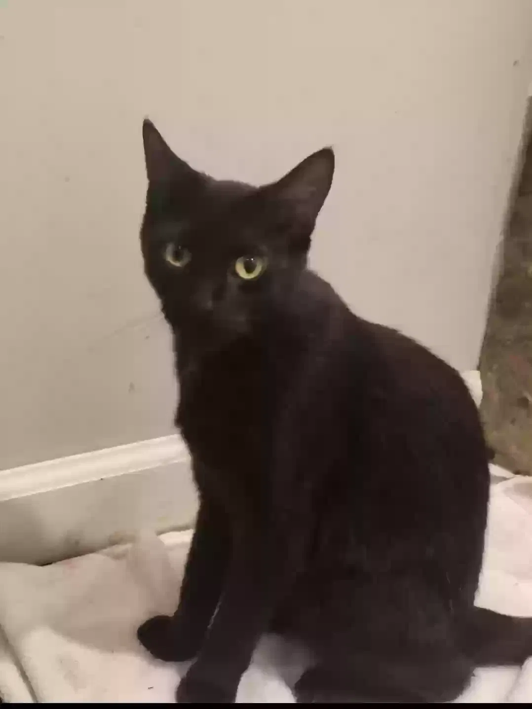Lost cat in Knoxville, TN, 37924