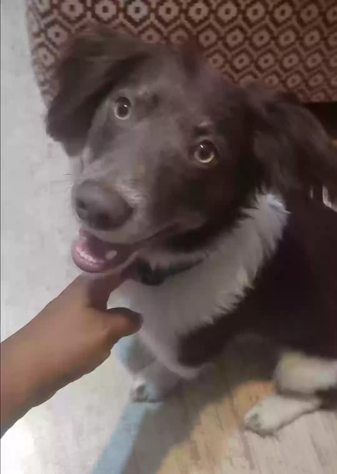 Lost dog in Bloomburg, TX, 75556