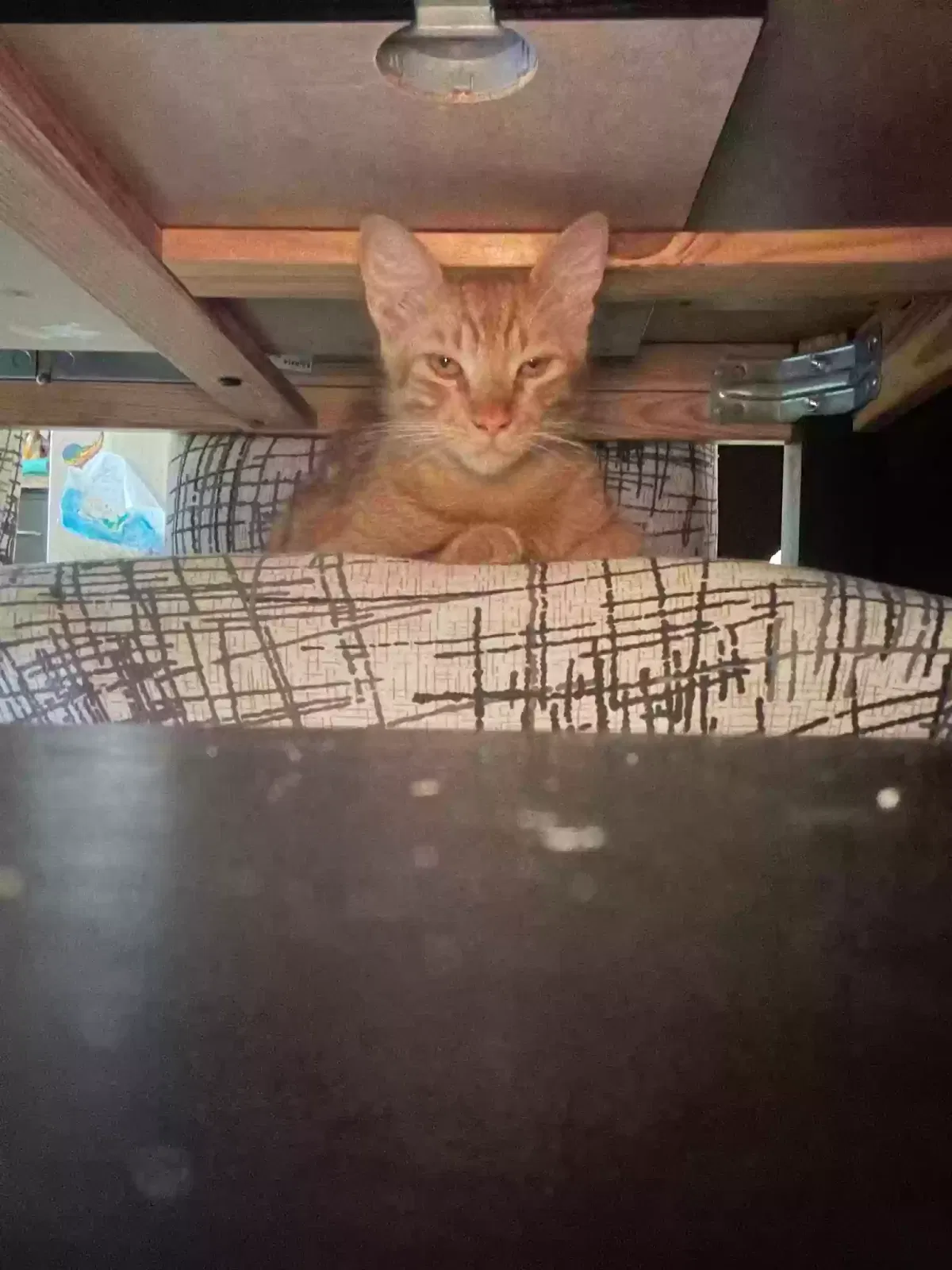 Lost cat in Orlando, FL, 32817